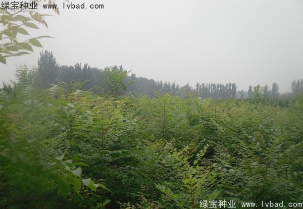 <a href='http://njszjj.com/linmuzhongzi/1807.html' target='_blank'>北欒</a><a href='http://njszjj.com/' target='_blank'>種子</a>