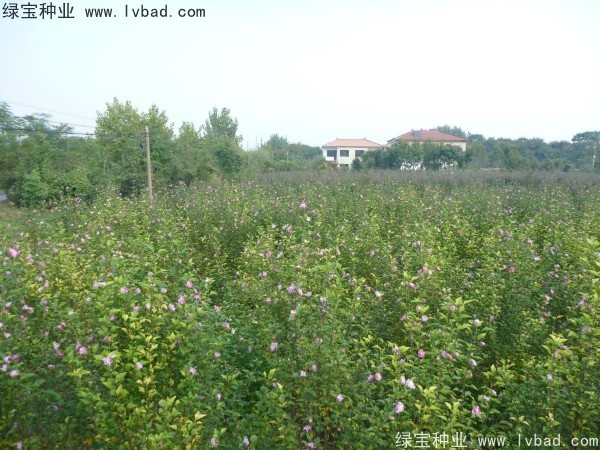 木槿<a href='http://njszjj.com/' target='_blank'>種子</a>