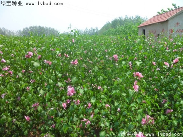 <a href='http://njszjj.com/linmuzhongzi/1808.html' target='_blank'>木槿種子</a>