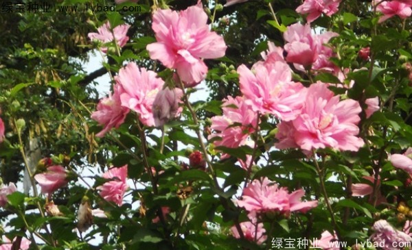 <a href='http://njszjj.com/linmuzhongzi/1808.html' target='_blank'>木槿</a><a href='http://njszjj.com/' target='_blank'>種子</a>