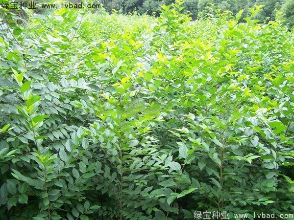大葉<a href='http://njszjj.com/linmuzhongzi/1755.html' target='_blank'>樸樹</a><a href='http://njszjj.com/' target='_blank'>種子</a>