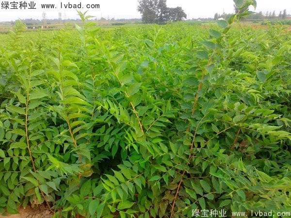 大葉<a href='http://njszjj.com/linmuzhongzi/1755.html' target='_blank'>樸樹種子</a>
