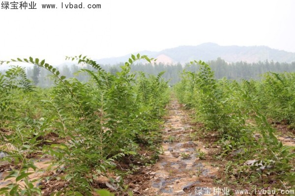<a href='http://njszjj.com/linmuzhongzi/1809.html' target='_blank'>大葉樸樹種子</a>