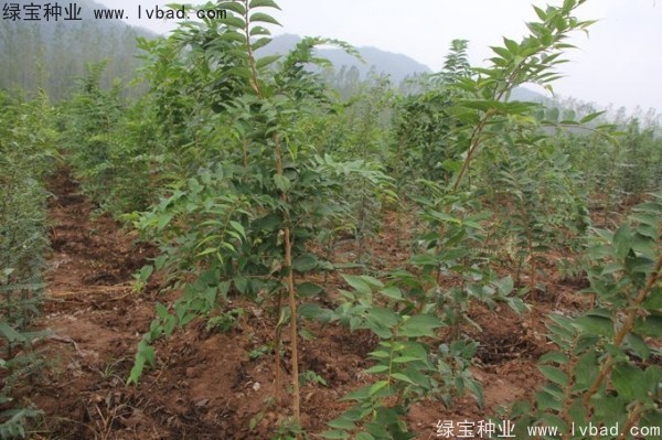<a href='http://njszjj.com/linmuzhongzi/1809.html' target='_blank'>大葉樸樹種子</a>