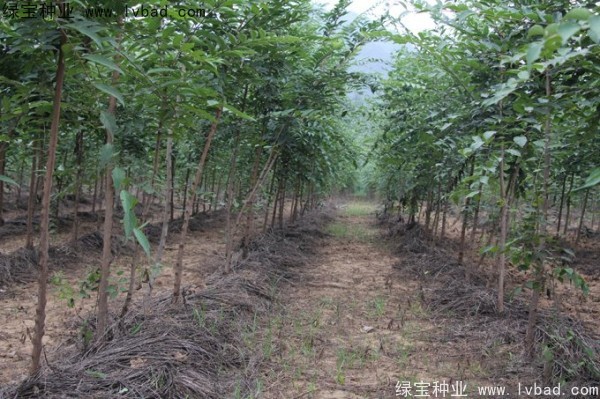 <a href='http://njszjj.com/linmuzhongzi/1810.html' target='_blank'>小葉樸樹種子</a>