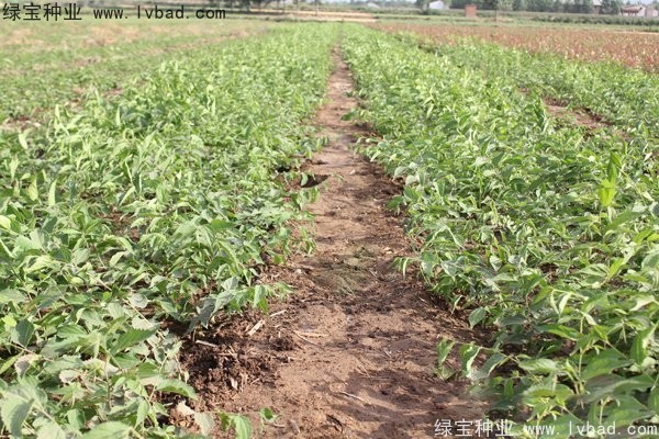 <a href='http://njszjj.com/linmuzhongzi/1810.html' target='_blank'>小葉樸樹</a>