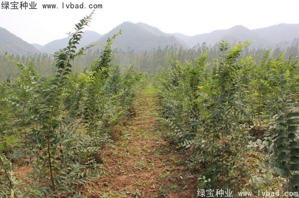 小葉<a href='http://njszjj.com/linmuzhongzi/1755.html' target='_blank'>樸樹</a><a href='http://njszjj.com/' target='_blank'>種子</a>