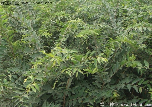 <a href='http://njszjj.com/linmuzhongzi/1810.html' target='_blank'>小葉樸樹種子</a>