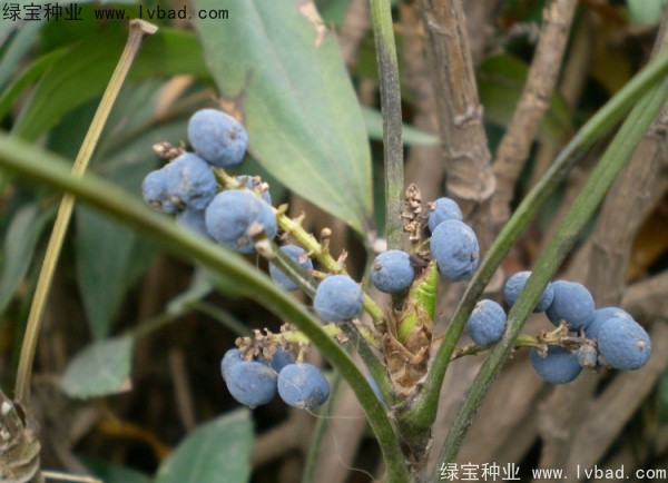 <a href='http://njszjj.com/linmuzhongzi/1811.html' target='_blank'>十大功勞種子</a>