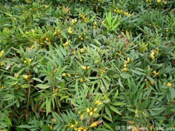 十大功勞<a href='http://njszjj.com/' target='_blank'>種子</a>