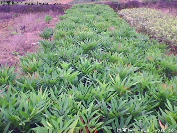 <a href='http://njszjj.com/linmuzhongzi/1811.html' target='_blank'>十大功勞種子</a>