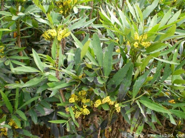十大功勞<a href='http://njszjj.com/' target='_blank'>種子</a>