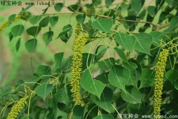 <a href='http://njszjj.com/linmuzhongzi/1812.html' target='_blank'>烏桕種子</a>
