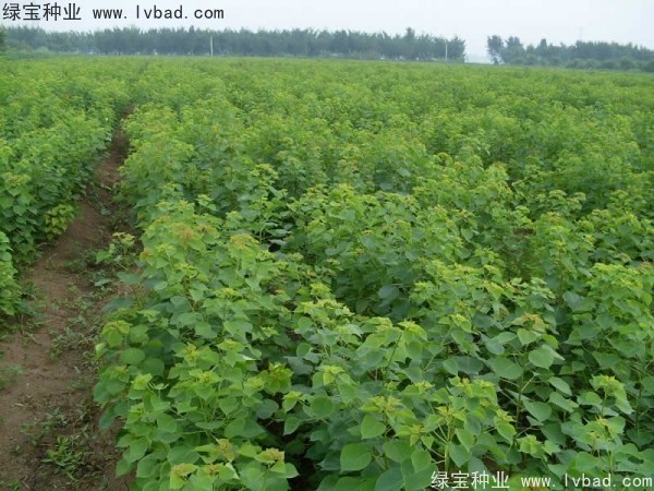 烏桕<a href='http://njszjj.com/' target='_blank'>種子</a>