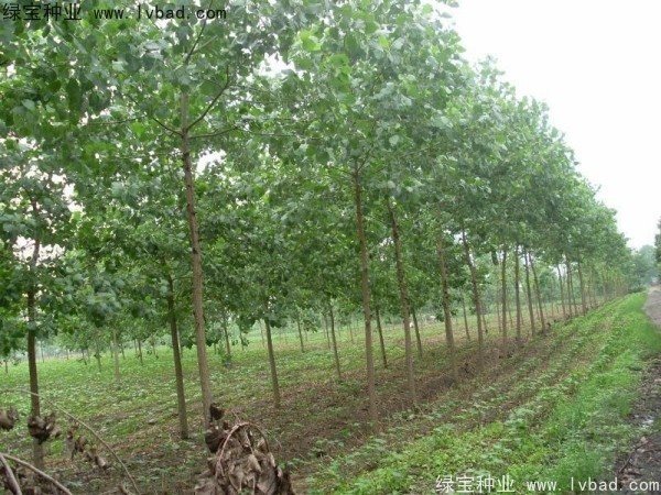 烏桕<a href='http://njszjj.com/' target='_blank'>種子</a>