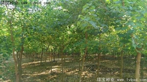 <a href='http://njszjj.com/linmuzhongzi/1812.html' target='_blank'>烏桕種子</a>