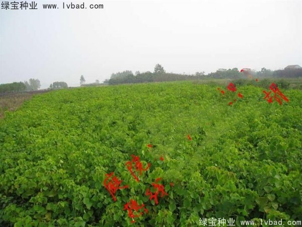 <a href='http://njszjj.com/linmuzhongzi/1812.html' target='_blank'>烏桕種子</a>