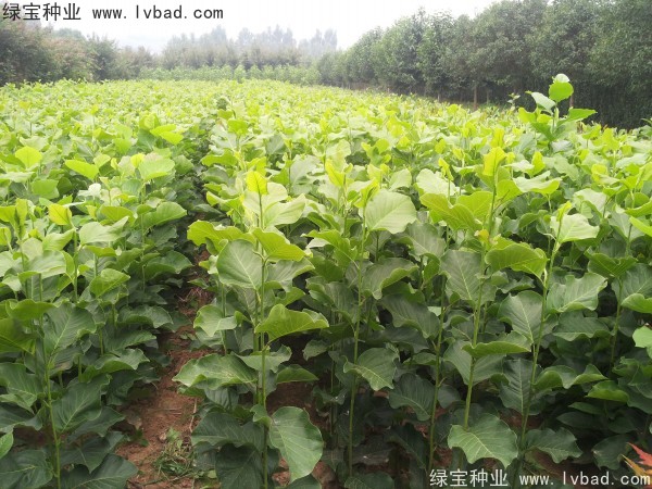 <a href='http://njszjj.com/linmuzhongzi/1813.html' target='_blank'>玉蘭種子</a>