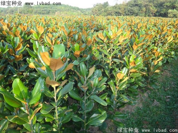 <a href='http://njszjj.com/linmuzhongzi/1813.html' target='_blank'>玉蘭種子</a>