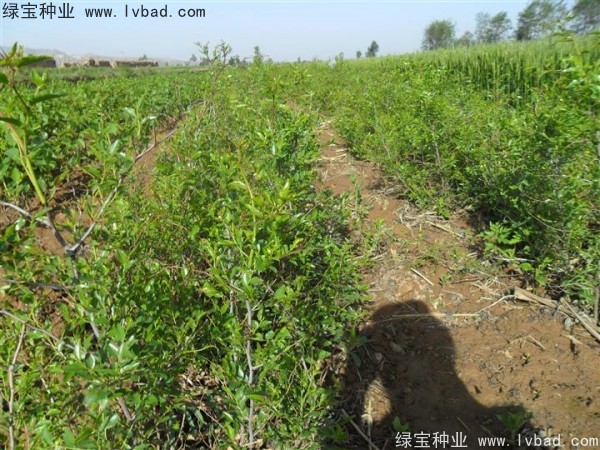 <a href='http://njszjj.com/linmuzhongzi/1814.html' target='_blank'>棗樹</a>