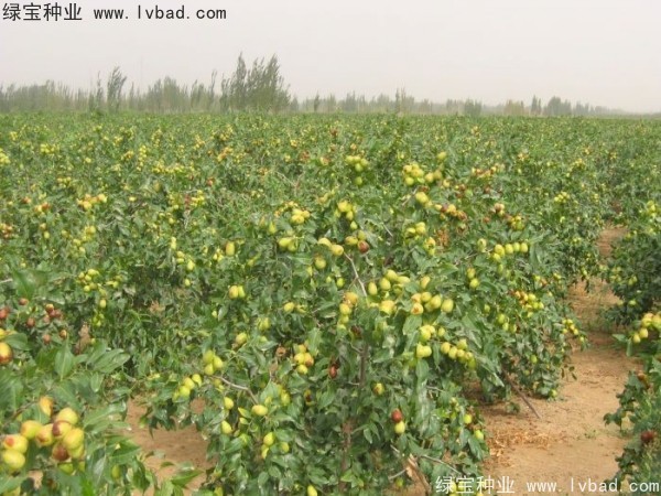 <a href='http://njszjj.com/linmuzhongzi/1814.html' target='_blank'>棗樹</a>