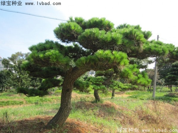 <a href='http://njszjj.com/linmuzhongzi/1816.html' target='_blank'>日本黑松種子</a>