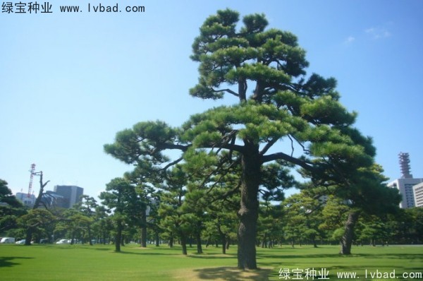 日本<a href='http://njszjj.com/linmuzhongzi/1716.html' target='_blank'>黑松種子</a>