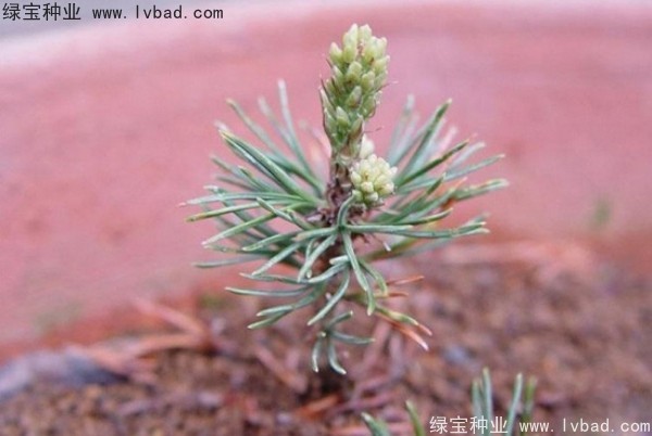 <a href='http://njszjj.com/linmuzhongzi/1817.html' target='_blank'>五針?biāo)?/a><a href='http://njszjj.com/' target='_blank'>種子</a>