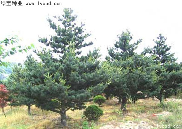 <a href='http://njszjj.com/linmuzhongzi/1817.html' target='_blank'>五針?biāo)煞N子</a>