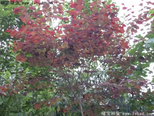 紅葉<a href='http://njszjj.com/linmuzhongzi/1760.html' target='_blank'>紫荊種子</a>