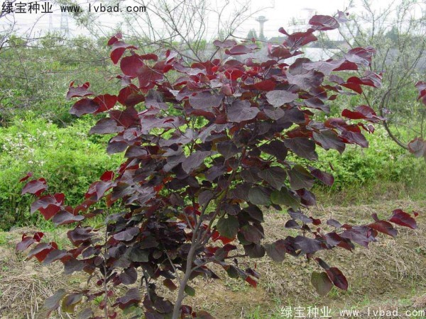 <a href='http://njszjj.com/linmuzhongzi/1818.html' target='_blank'>紅葉紫荊種子</a>