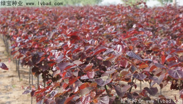 紫葉<a href='http://njszjj.com/linmuzhongzi/1760.html' target='_blank'>紫荊種子</a>