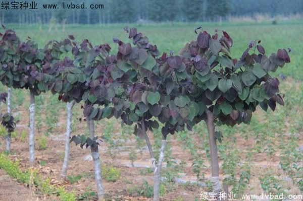 <a href='http://njszjj.com/linmuzhongzi/1819.html' target='_blank'>紫葉紫荊種子</a>