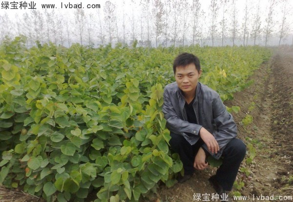 <a href='http://njszjj.com/linmuzhongzi/1819.html' target='_blank'>紫葉紫荊種子</a>