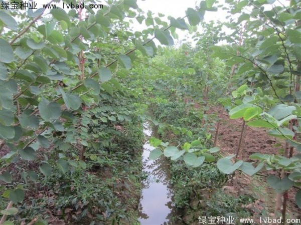 紫葉<a href='http://njszjj.com/linmuzhongzi/1760.html' target='_blank'>紫荊種子</a>