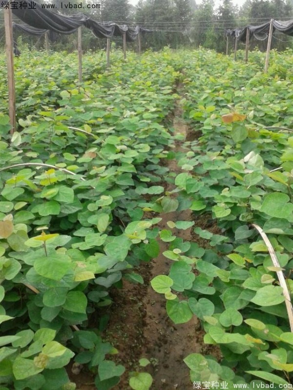 <a href='http://njszjj.com/linmuzhongzi/1819.html' target='_blank'>紫葉紫荊</a><a href='http://njszjj.com/' target='_blank'>種子</a>