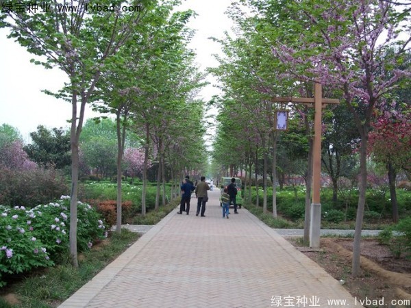 <a href='http://njszjj.com/linmuzhongzi/1820.html' target='_blank'>加拿大紫荊種子</a>