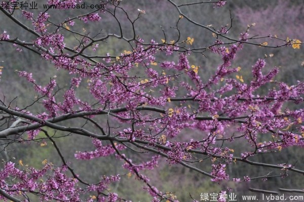 加拿大<a href='http://njszjj.com/linmuzhongzi/1760.html' target='_blank'>紫荊</a><a href='http://njszjj.com/' target='_blank'>種子</a>