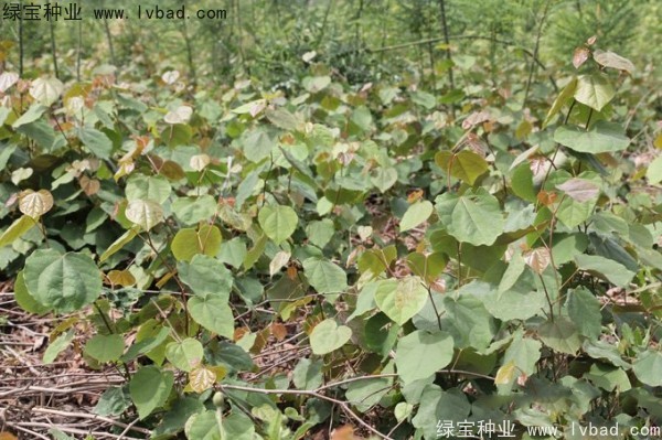 <a href='http://njszjj.com/linmuzhongzi/1820.html' target='_blank'>加拿大紫荊種子</a>