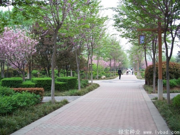 加拿大<a href='http://njszjj.com/linmuzhongzi/1760.html' target='_blank'>紫荊種子</a>