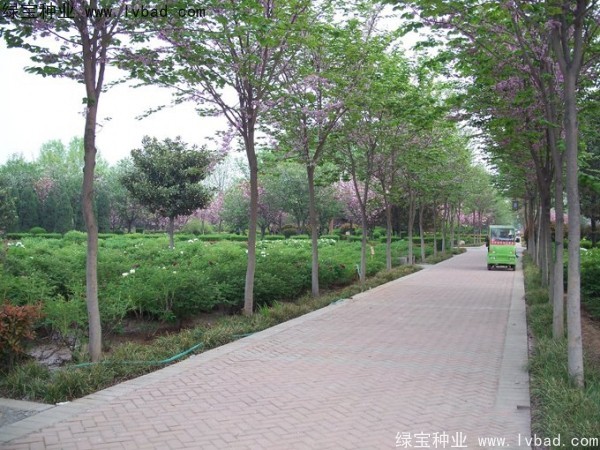<a href='http://njszjj.com/linmuzhongzi/1820.html' target='_blank'>加拿大紫荊</a><a href='http://njszjj.com/' target='_blank'>種子</a>