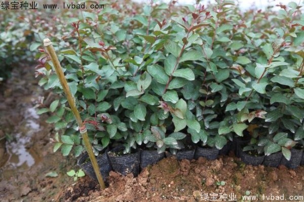 <a href='http://njszjj.com/linmuzhongzi/1821.html' target='_blank'>紅花紫薇種子</a>