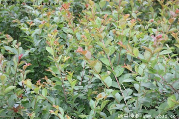 <a href='http://njszjj.com/linmuzhongzi/1821.html' target='_blank'>紅花紫薇</a>種子