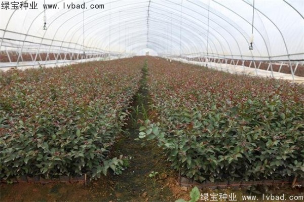 紅花<a href='http://njszjj.com/linmuzhongzi/1698.html' target='_blank'>紫薇</a><a href='http://njszjj.com/' target='_blank'>種子</a>