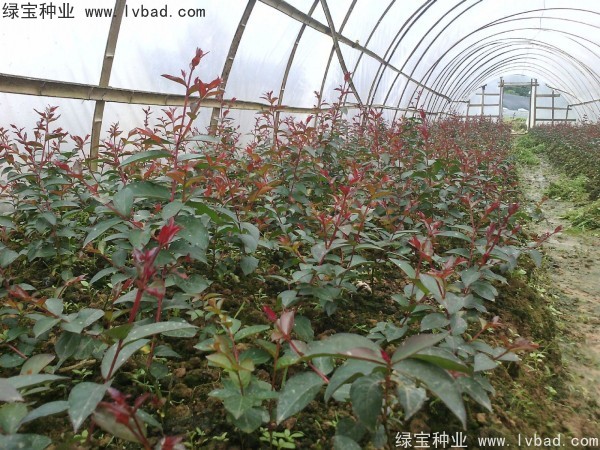 紅花<a href='http://njszjj.com/linmuzhongzi/1698.html' target='_blank'>紫薇種子</a>