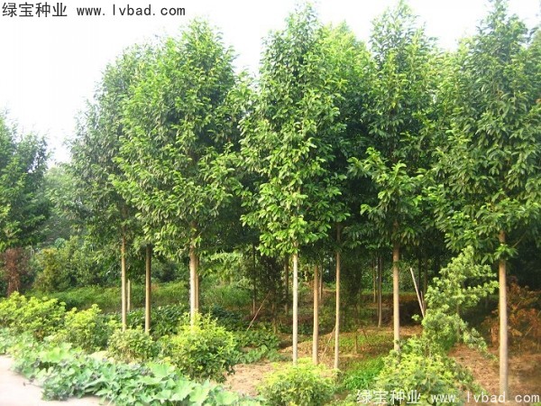 樂昌<a href='http://njszjj.com/linmuzhongzi/1802.html' target='_blank'>含笑種子</a>