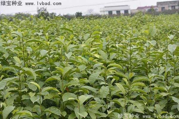 <a href='http://njszjj.com/linmuzhongzi/1822.html' target='_blank'>樂昌含笑種子</a>