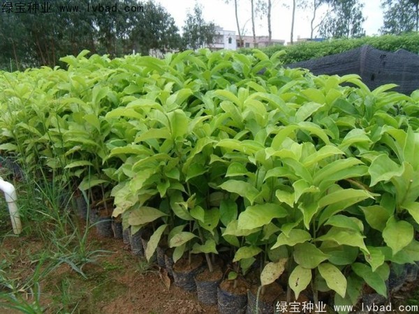 樂昌<a href='http://njszjj.com/linmuzhongzi/1802.html' target='_blank'>含笑種子</a>