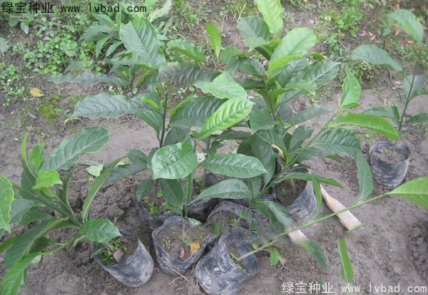 樂昌<a href='http://njszjj.com/linmuzhongzi/1802.html' target='_blank'>含笑</a><a href='http://njszjj.com/' target='_blank'>種子</a>