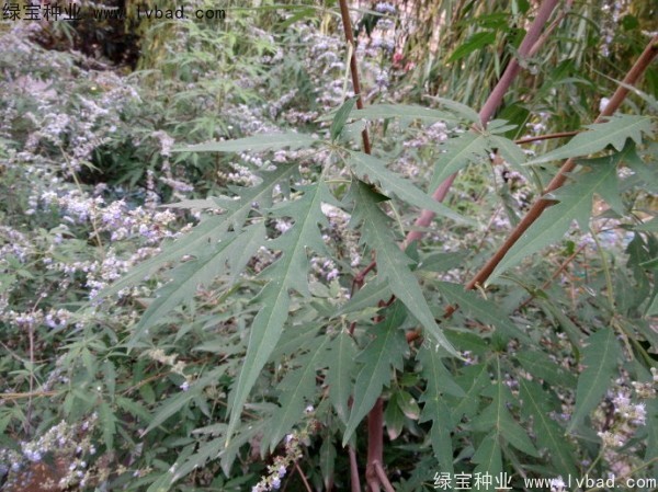<a href='http://njszjj.com/linmuzhongzi/1824.html' target='_blank'>荊條</a><a href='http://njszjj.com/' target='_blank'>種子</a>